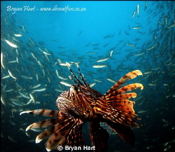first dive with my new Inon dome port 2... really increas... by Bryan Hart 